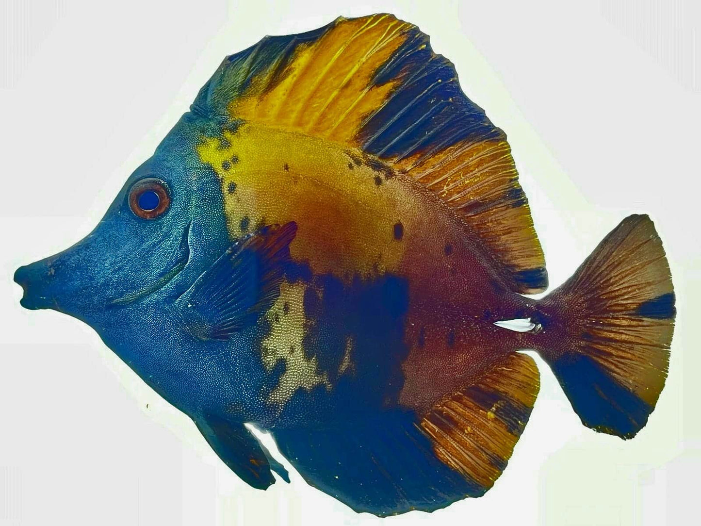 Blue Face Koi Tang