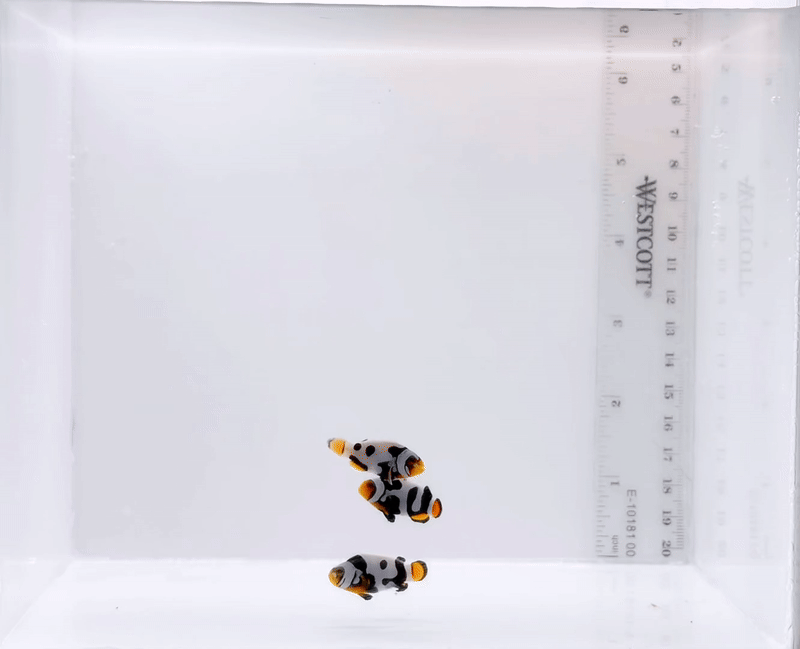 ONYX PICASSO CLOWNFISH