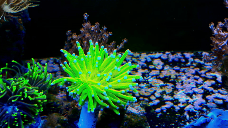 Indo Holy Grail Torch