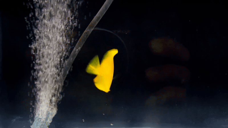 YELLOW TANG