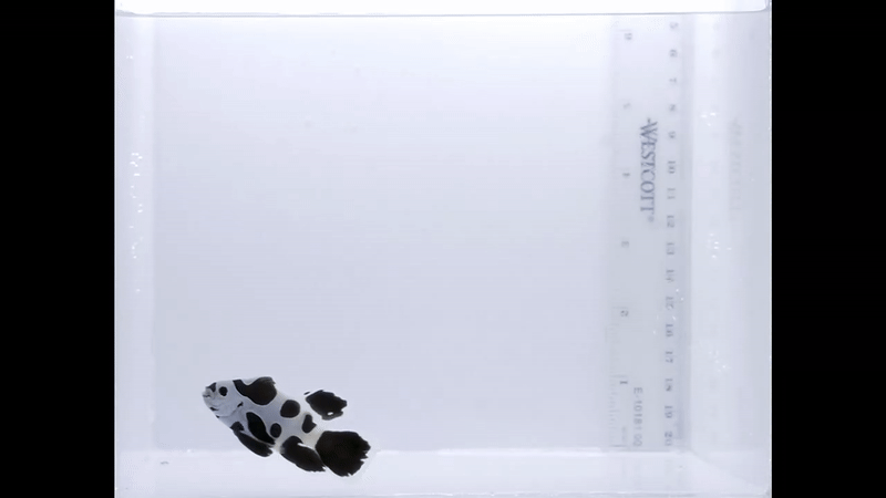 LongFin Black Storm Solo/single