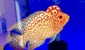 Flowehorn Golden Base