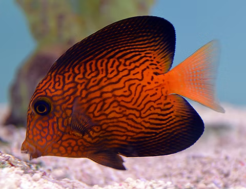 Chevron Tang