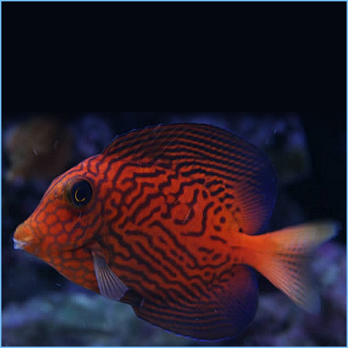 Chevron Tang
