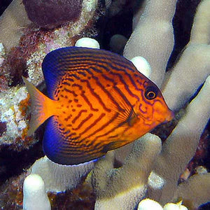 Chevron Tang