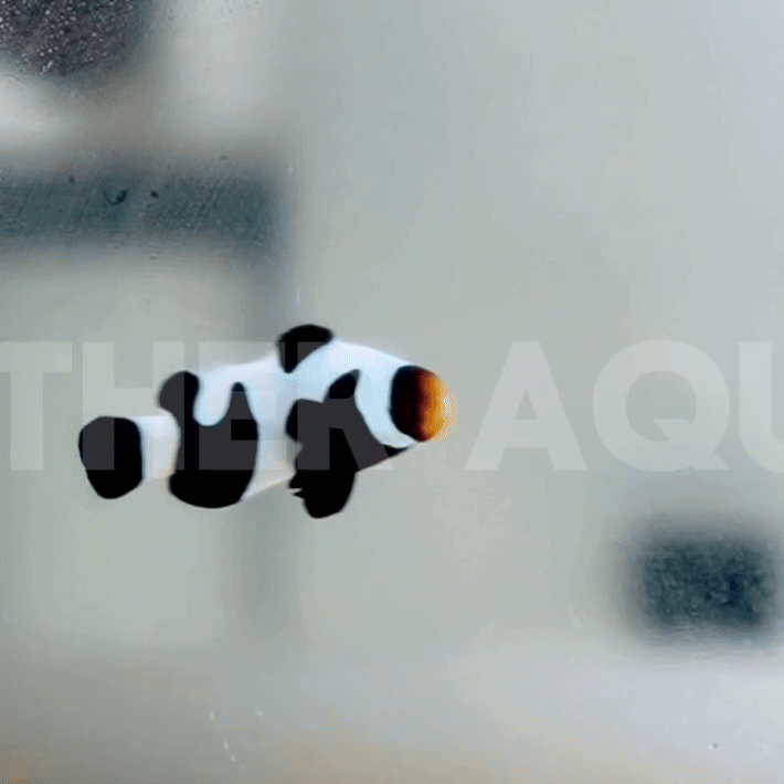 Premium Black Gladiator Pair