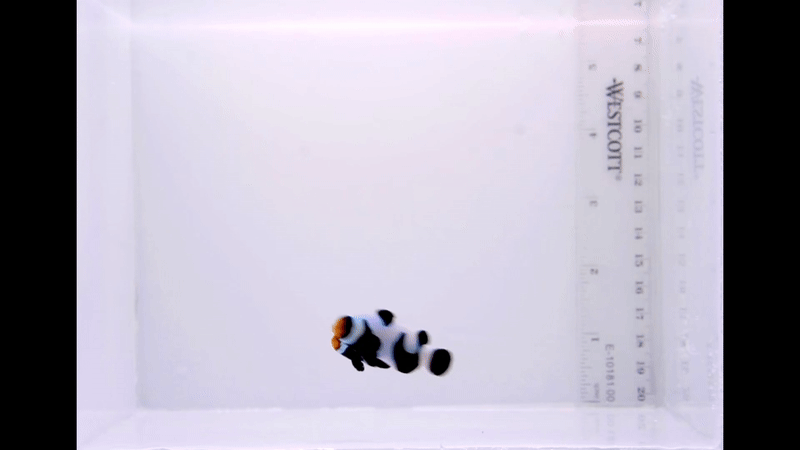 Premium Black Gladiator Pair