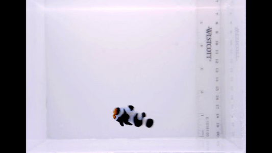 Premium Black Gladiator Pair