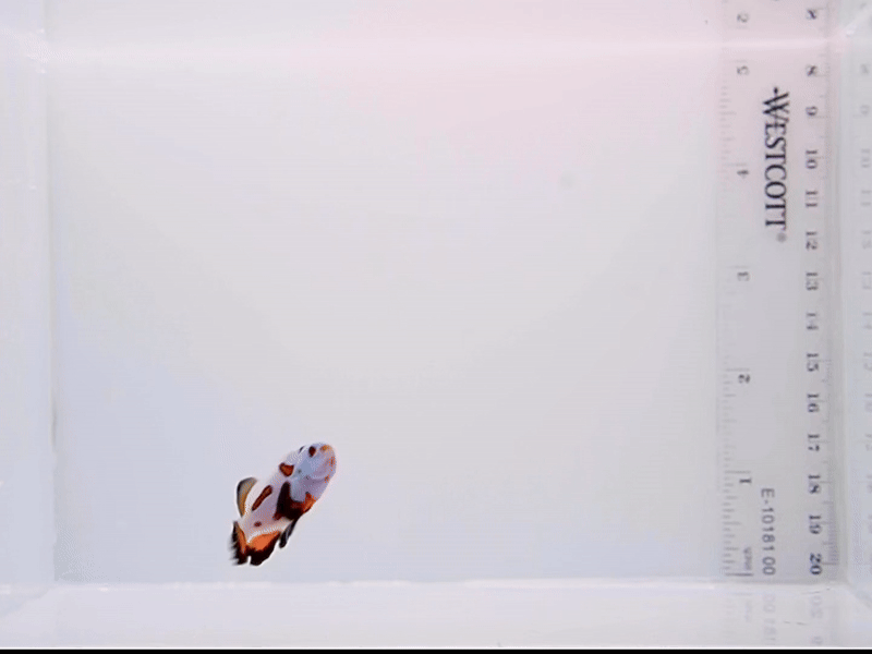 Long Fin Mocha Storm