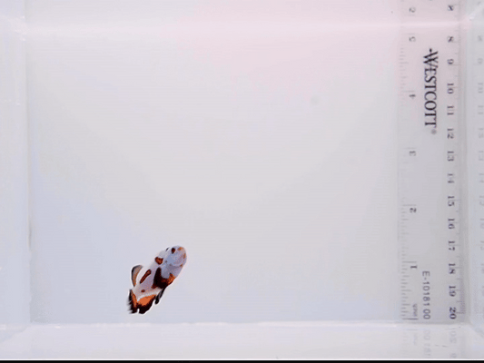 Long Fin Mocha Storm