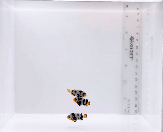 ONYX PICASSO CLOWNFISH