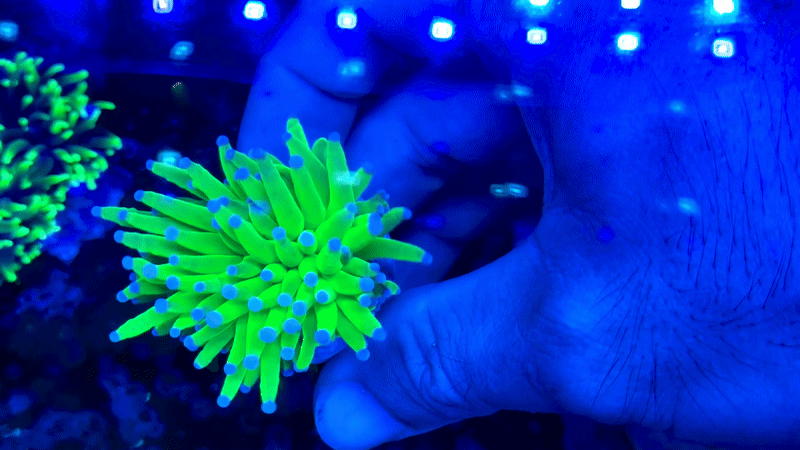 Indo Holy Grail Torch