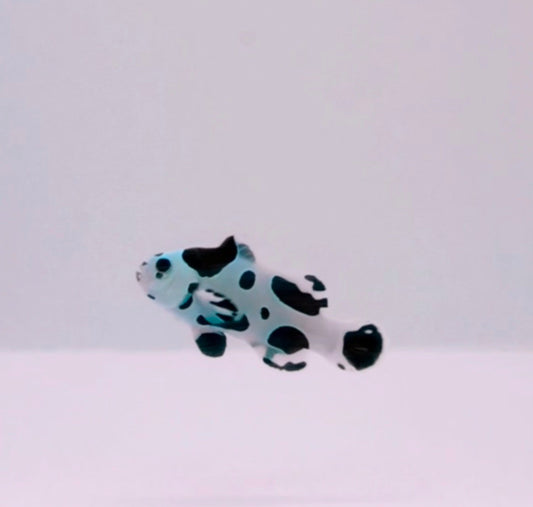 Black Storm Sapphire