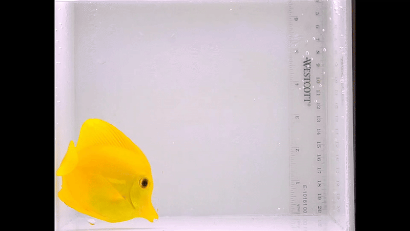 Yellow tang wild 