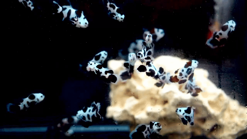 LongFin Black Storm Premium Pair