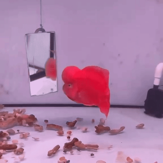 Super Red Monkey VIP SRM sz 5"-6"