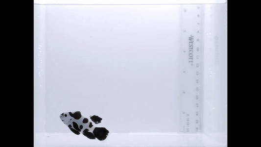 LongFin Black Storm Solo