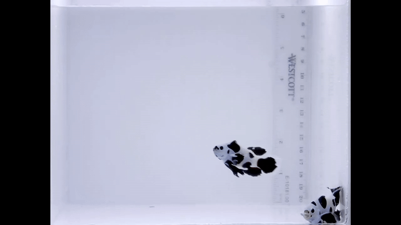 LongFin Black Storm Premium Pair