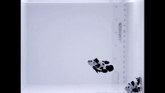 LongFin Black Storm Premium Pair