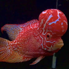 King Kamfa GB Golden Base